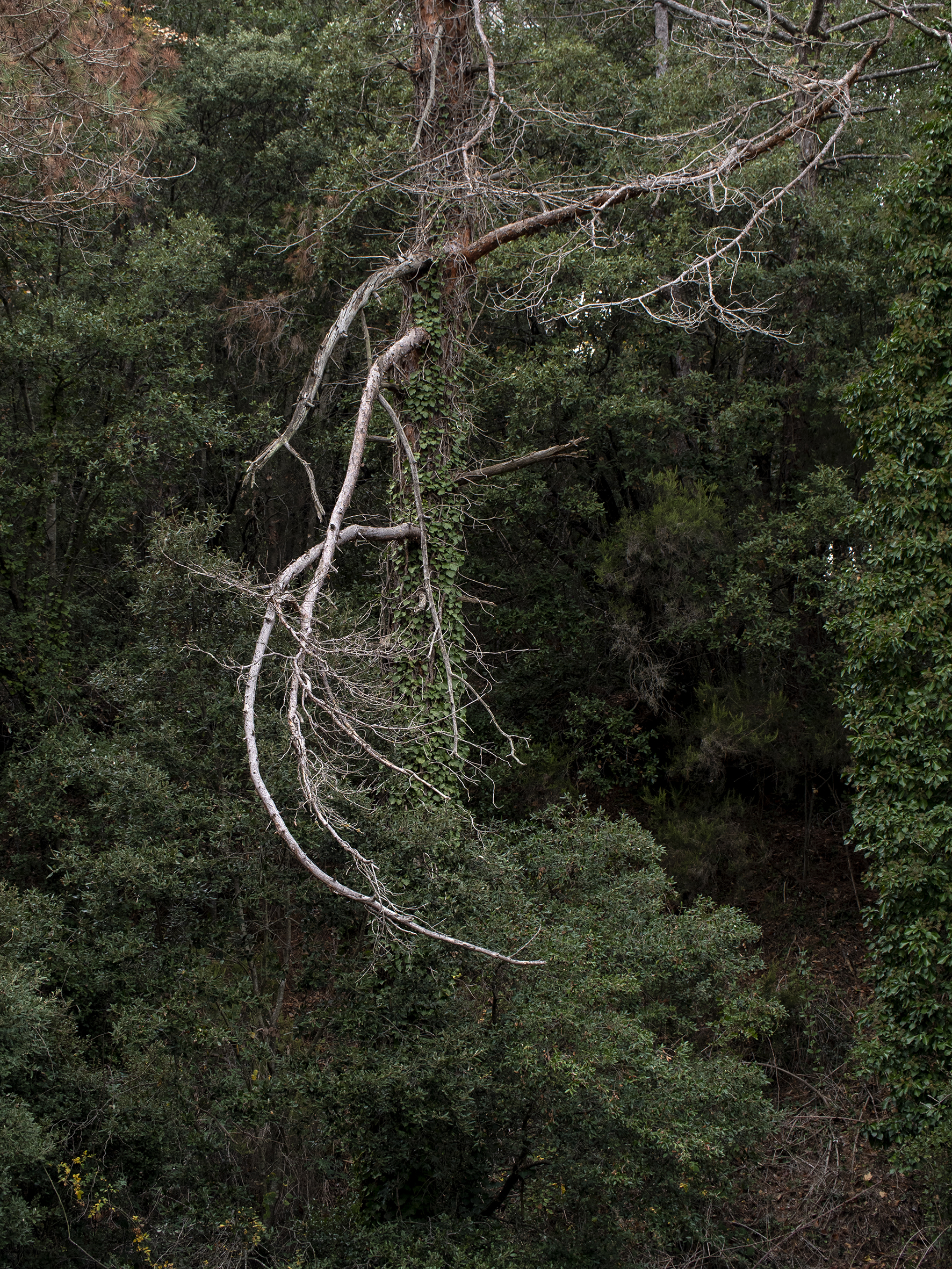 Miquel Badia, Al bosc. Festival Album 2024
