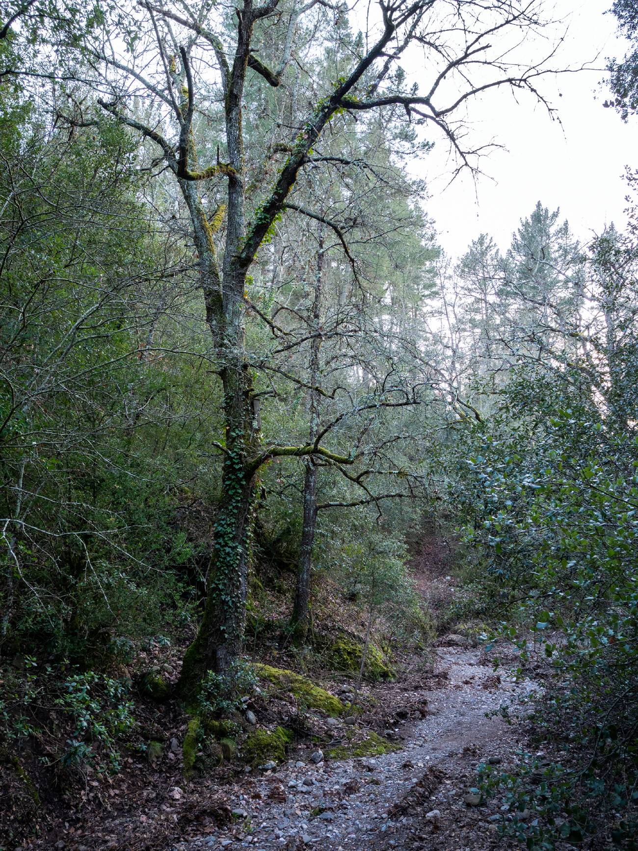 MiquelBadia_Al bosc_Album24 MiquelBadia_Al bosc_Album24